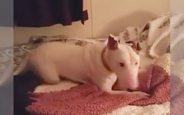 こりゃ最高だ ７歳までベッドを知らなかったブルテリア Grape グレイプ