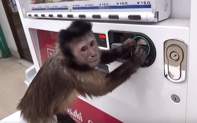 バンバンバン ちらっ お猿さんにお金を渡して 自販機で買い物させたら Grape グレイプ