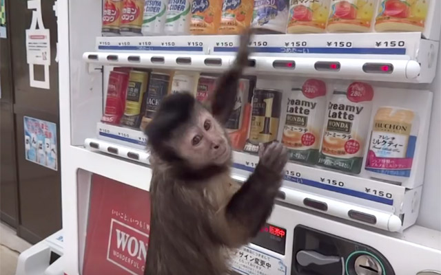 バンバンバン ちらっ お猿さんにお金を渡して 自販機で買い物させたら Grape グレイプ