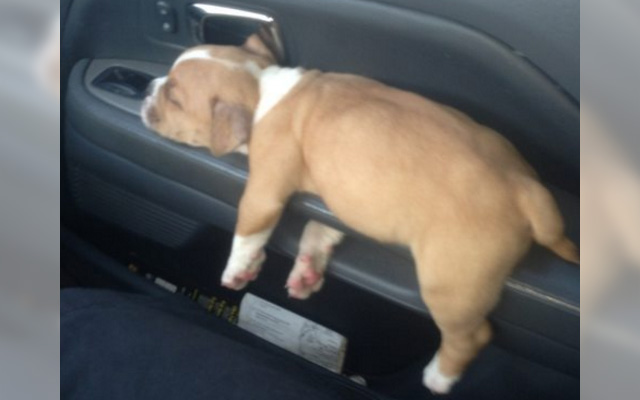 これでもリラックス中 腹筋に来る ワンコたちの寝姿 １３選 Grape グレイプ