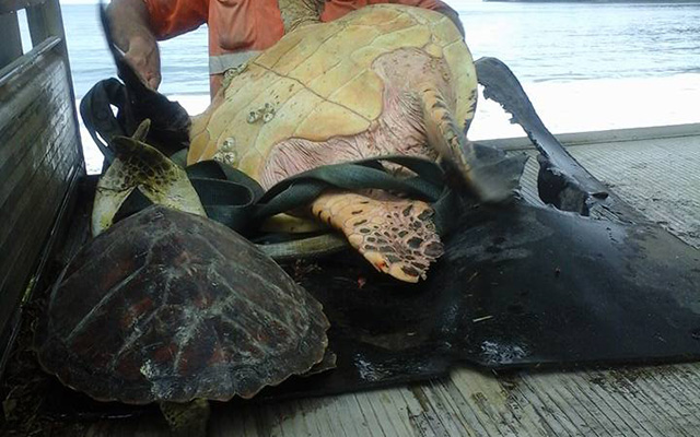 ウミガメが生きたまま売られている 買った男性が向かったのは Grape グレイプ