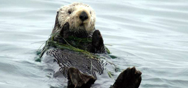 ラッコの いないいないばぁ には理由があった 可愛い仕草の秘密とは Grape グレイプ