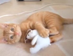 奇妙な動き…子猫の一人遊びを撮影していたら、まさかの結末に！