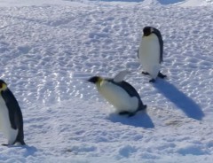 ひたすらコケまくる！　ペンギンがコケッとなるシーンだけを集めた映像