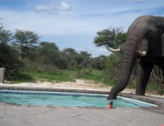 ホテルのプールで遊んでいたら、目の前に巨大な象が！ここは一体どこ…？