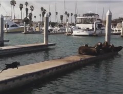 戦慄！埠頭でのんびりするアシカを海に追い立てる猛犬