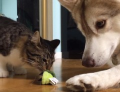 瀕死の子ネコを救ったハスキー犬　2匹は今も仲良く元気に過ごしています