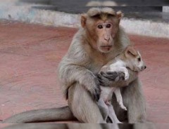 子犬を守り続ける猿　種を超えた愛を目撃した…！！