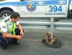 「警察のお兄さん、ありがとう！」道路に迷い込んだナマケモノを救出！
