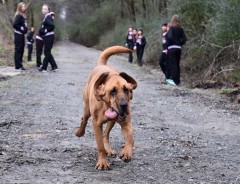 飼い犬が脱走したと思ったら、なんとマラソンに参加してた！しかも…