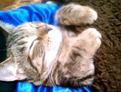 「カワイイ」超連呼！初こたつでトロける子猫の寝顔がたまらない！