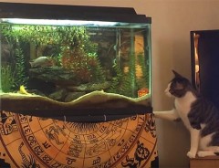 ネコが必死に考えるとこうなる（笑）　水槽の中の魚を捕まえようとしたら