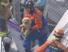 台湾南部地震で撮影された命のリレー！「犬も人と同じ命」