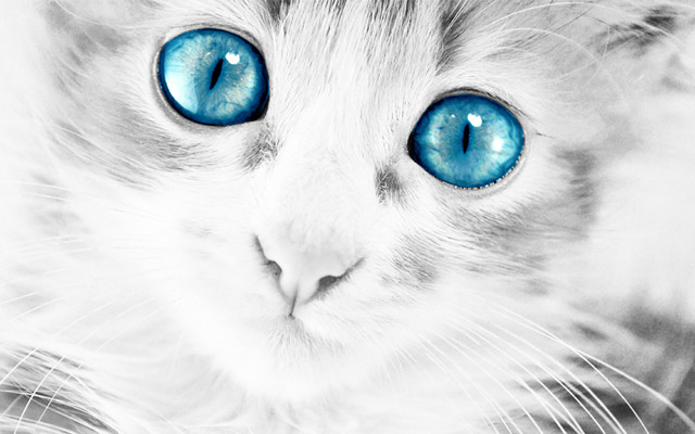 青い目の子猫が成長したら とてつもない美猫に Grape グレイプ