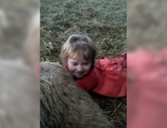 農場育ちの３歳の女の子、羊の赤ちゃんを取り上げる　たくましすぎ！