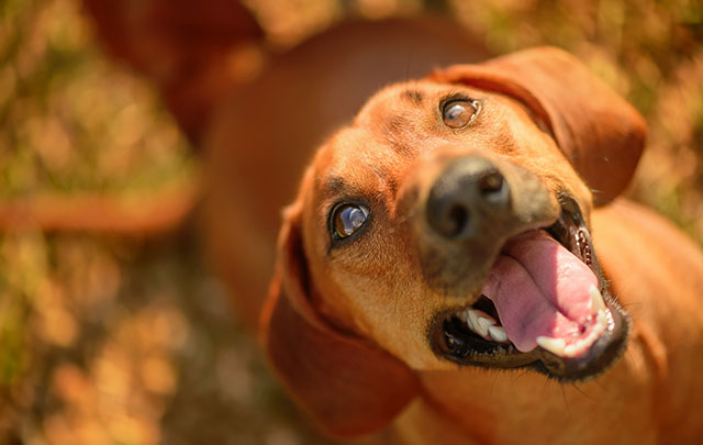 犬に与えてはいけない食べ物 獣医師が語る本当に大切なコトは Grape グレイプ