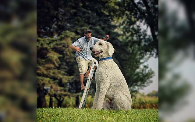 目を疑うほどの大きさ 巨大な犬と 飼い主が織りなす冒険ストーリー Grape グレイプ