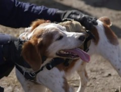 日本のテクノロジーが生んだ『サイバー救助犬』　活躍に期待が高まる