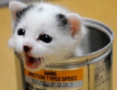 ただでさえ可愛い子猫が、缶に入ったら激萌える♡