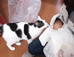 赤ちゃんに興味津々の猫　おっかなビックリにおいを嗅いだら…