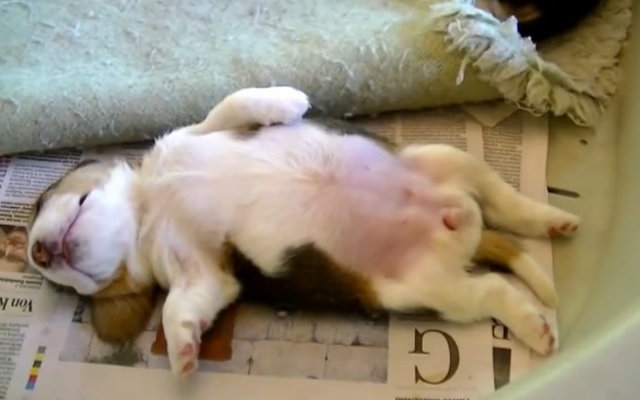 無防備な姿で熟睡する子犬にイタズラ 無意識のリアクションが可愛い Grape グレイプ