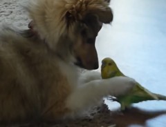 「やあ、こんちは！」子犬と小鳥、初対面で芽生えた友情に胸キュン！