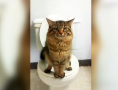 人間用のトイレでうんち中の猫ちゃん　あふれ出る人間味に笑う…！