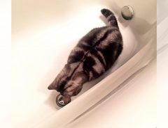 「これなんだ…？」　猫がお風呂で発見したモノに吹き出す