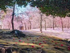 桃源郷は実在した　梅が咲き誇る『京都城南宮』が想像以上の美しさ
