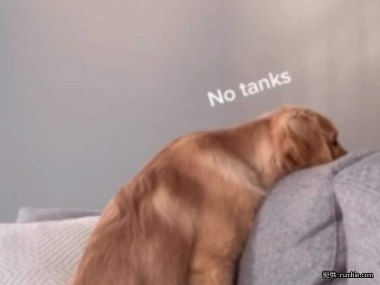 お風呂にする を拒否した犬 しかし 魔法の言葉 を口にすると Grape グレイプ