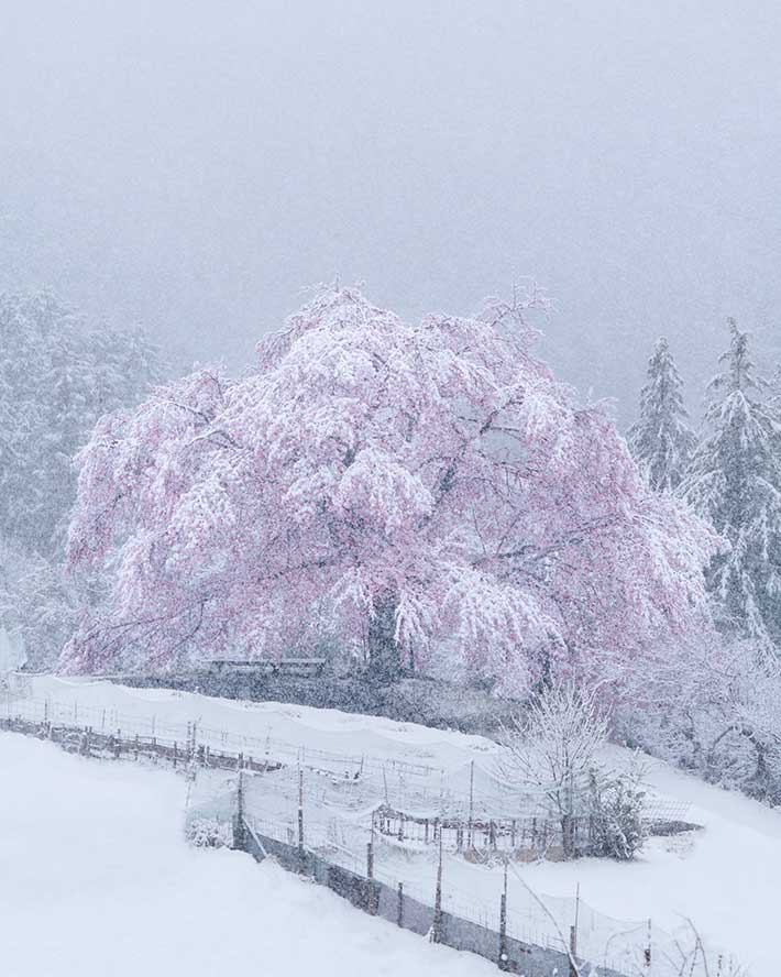 80%OFF!】 暗いところで雪の結晶が光る✿雪桜スマホリング リアル桜 