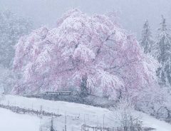 満開の桜と雪　めったに見られない『３枚』がこちら