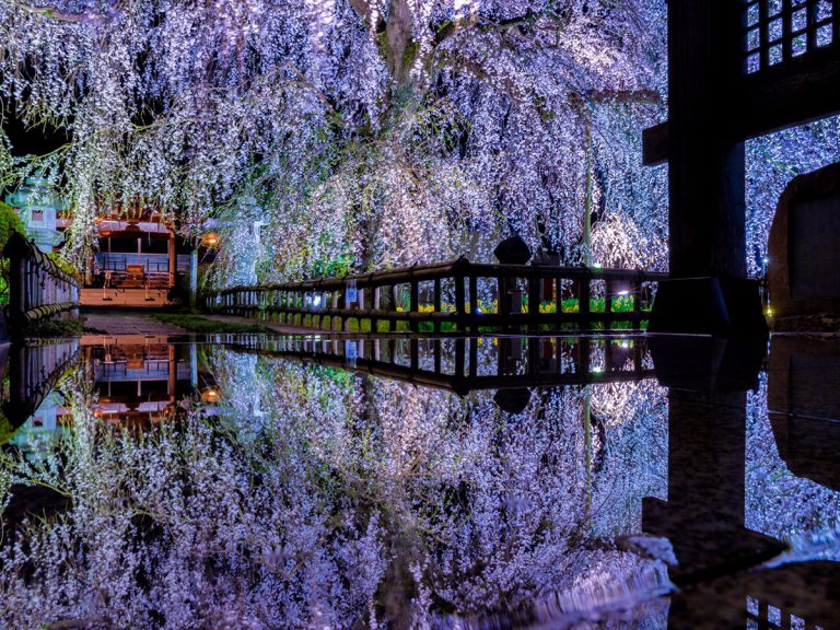 茨城の 本気 を見よ 夜桜が美しい４枚の写真に 時を忘れる Grape グレイプ