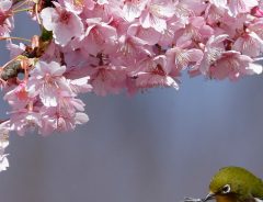 そんなことある！？　メジロを撮っていたら『まさかのミス』をした瞬間を激写！