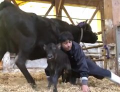 育児放棄しようとする母牛　すると、農家の男性が…動画に「すげえや」と称賛の声！