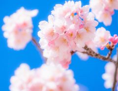 桜花爛漫の季節　何故、桜はこんなに人の心をとらえるのか