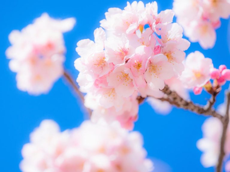 桜花爛漫の季節 何故、桜はこんなに人の心をとらえるのか – grape