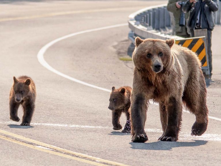 ４頭の子グマを連れて道路を渡る母グマを見た人たちが？ 「気持ちが分かる」 – grape [グレイプ]