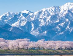 「富山が春に本気を出した」　Twitterに投稿された１枚に、息を呑む