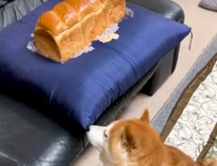 柴犬ではなく食パンを撫でてみたら…？　その反応がこちら