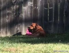 毎日、庭のフェンスの前に座っている犬　その理由にほっこり