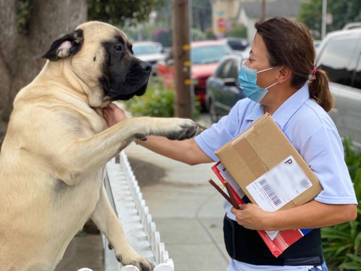 大きな犬が郵便配達員の女性に飛びかかろうとしている 真相にほっこり Grape グレイプ