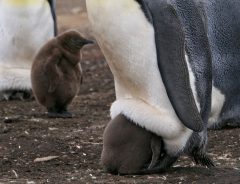 「赤ちゃんペンギンの衝撃的な寝相」と飼育員が撮影した動画が、本当に衝撃