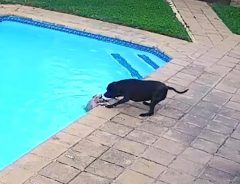 プールに落ちた親友を助けようとした犬　結末に「泣いた」「この犬は天使」