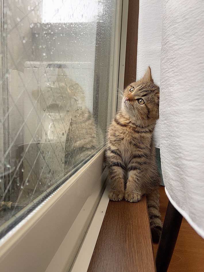 かわいすぎてニヤけた 優しい世界 雨を観察する子猫が話題に Grape グレイプ