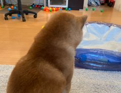 「ものすごく控えめに甘えてくる柴犬」　足元を見てみると…