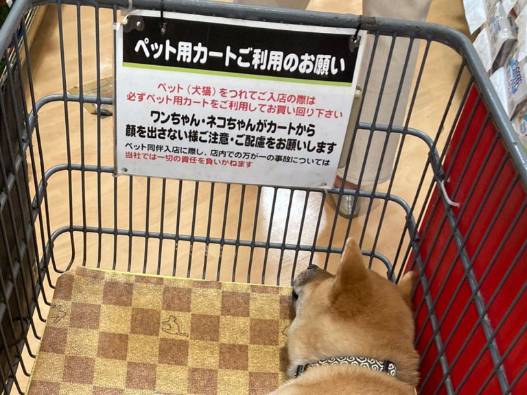 飼い主 くつろぎすぎな 柴犬の子犬の反応に なんともいえない心境 Grape グレイプ