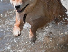 柴犬「浅瀬だと思ったのに」　水に飛び込んだ後の表情に、クスッとする