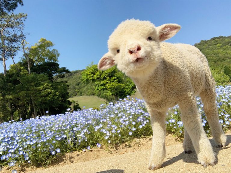 臨時休園中に ネモフィラ畑を散歩する子羊 かわいすぎる８枚の写真に癒される Grape グレイプ