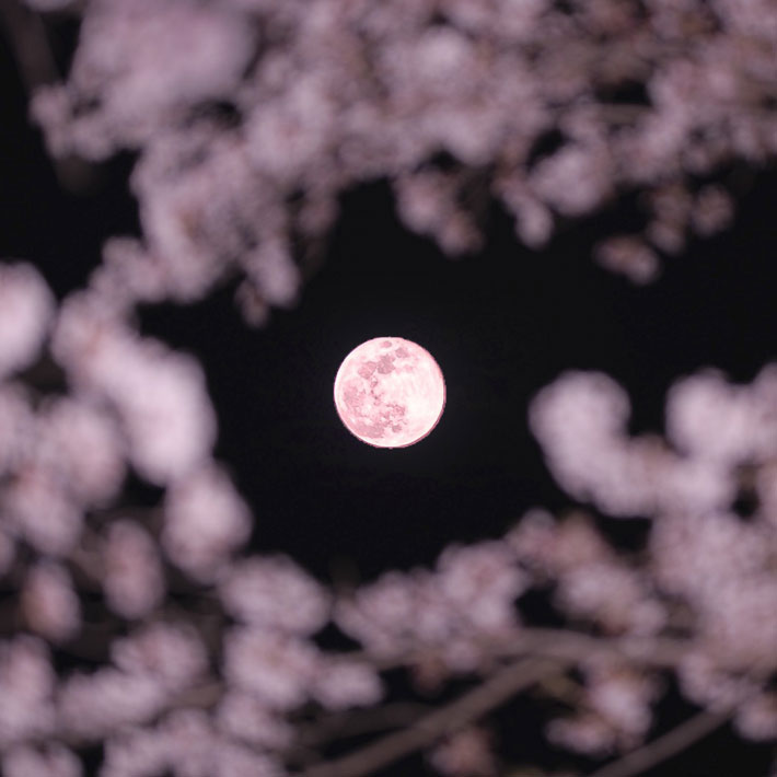 ご利益があるかも ピンクムーンと桜を撮影した写真が神秘的 Grape グレイプ